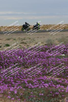 media/Jan-14-2023-SoCal Trackdays (Sat) [[497694156f]]/Turn 14 Exit Bloomig (145pm)/
